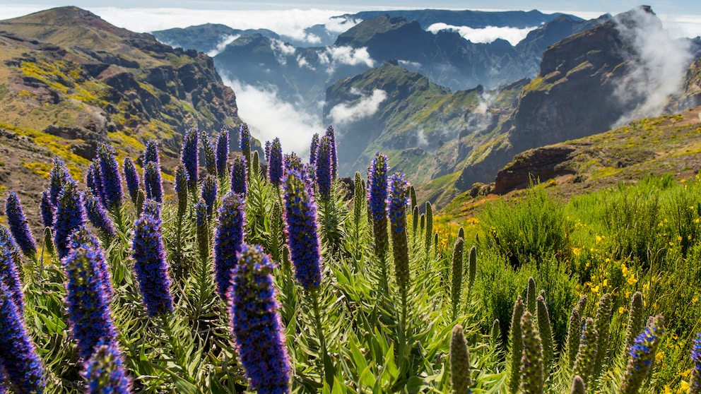 Die portugiesische Vulkaninsel Madeira wird auch die „Blumeninsel“ genannt (im Bild: Tropische Blumen entlang eines Wanderwegs bei Pico de Arieiro)