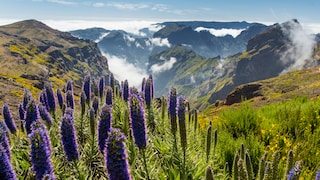 Die portugiesische Vulkaninsel Madeira wird auch die „Blumeninsel“ genannt (im Bild: Tropische Blumen entlang eines Wanderwegs bei Pico de Arieiro)