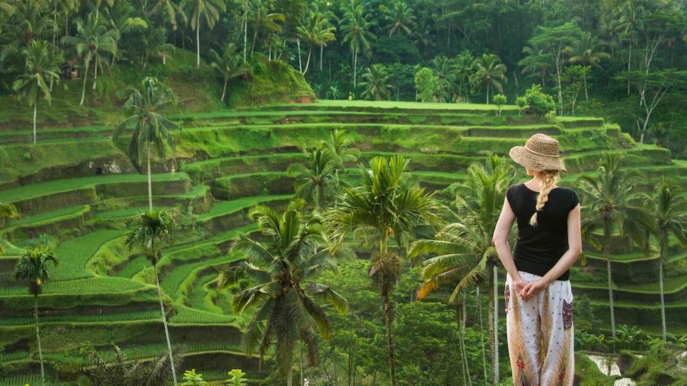Bali mit seinen Reisterrassen, weißen Puderstränden, alten Tempeln und besonderen Riten ist ein beliebtes Reiseziel bei Touristen (im Bild: Reisterrassen bei Ubud)