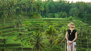 Bali mit seinen Reisterrassen, weißen Puderstränden, alten Tempeln und besonderen Riten ist ein beliebtes Reiseziel bei Touristen (im Bild: Reisterrassen bei Ubud)