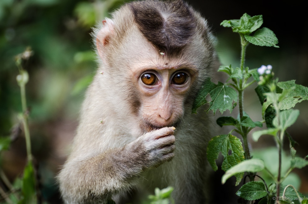 1. Sacred Monkey Forest Sanctuary – der Affenwald ist ein Naturpark und Tempelkomplex in Ubud und beheimatet über 600 Affen
