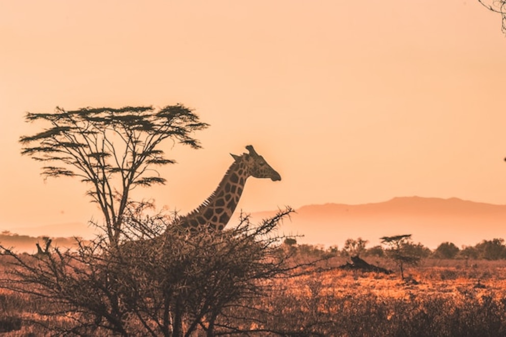 DERTOUR Afrika Urlaubsangebot