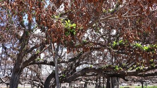Banyanbaum Lahaina