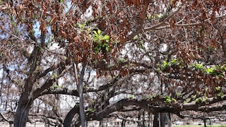 Banyanbaum Lahaina