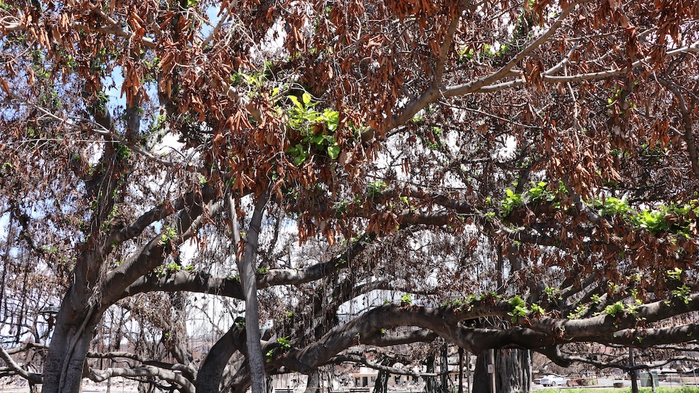 Banyanbaum Lahaina