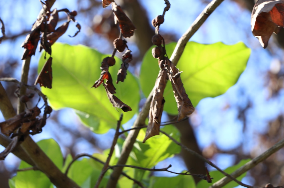 Banyanbaum Lahaina