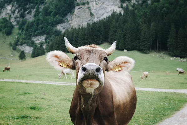 Schweiz, Urlaubsangebote