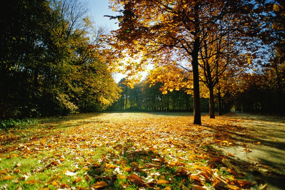 4. Im Frühling und Herbst durch den wunderschönen Tiergarten laufen oder fahren