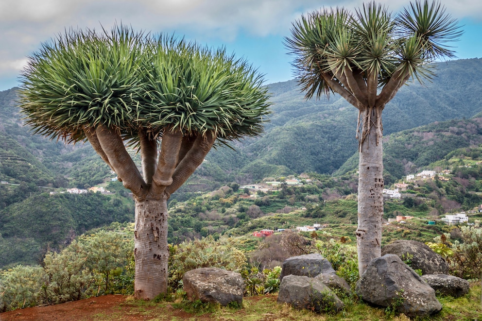 Der Kanarische Drachenbaum