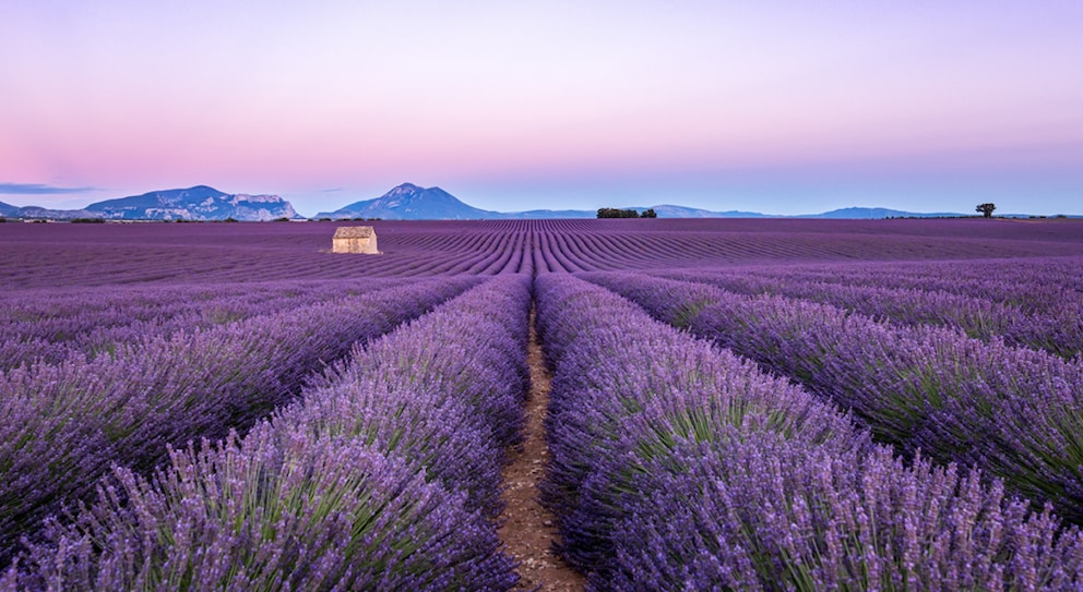 They are known beyond the country's borders: the breathtaking lavender fields in Provence