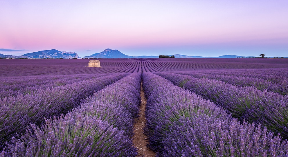 Sie sind über die Landesgrenzen bekannt: die atemberaubenden Lavendelfelder in der Provence