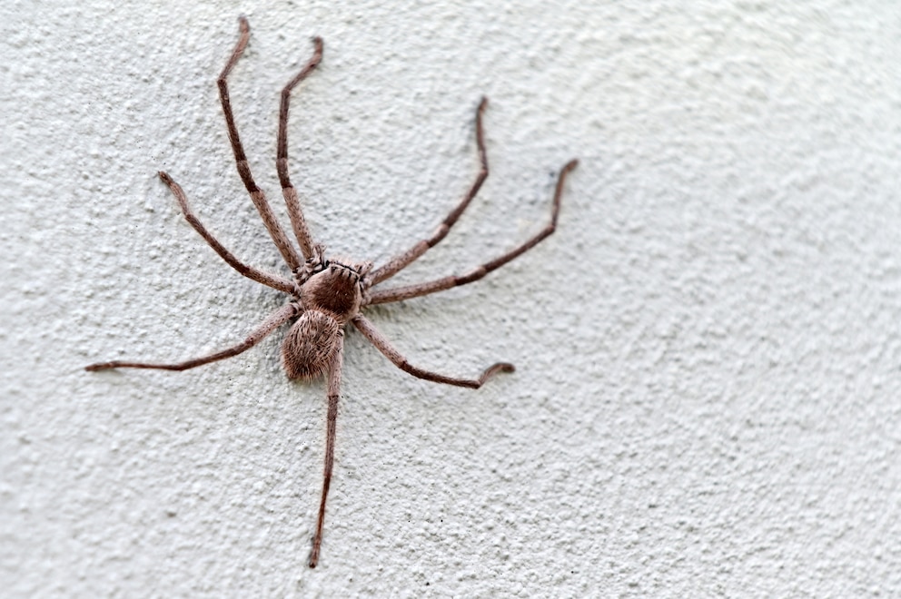 Australische Spinne an der Wand