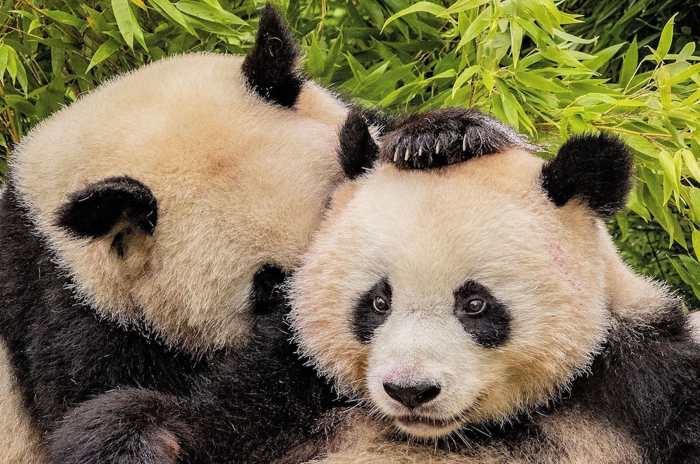 4. Zoologischer Garten – der Berliner Zoo ist der älteste Deutschlands und der artenreichste der Welt