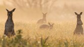 Traumziel Australien – wer die lange Reise antritt, darf sich auf Kängurus, Koalas und faszinierend schöne Naturorte freuen