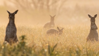 Traumziel Australien – wer die lange Reise antritt, darf sich auf Kängurus, Koalas und faszinierend schöne Naturorte freuen