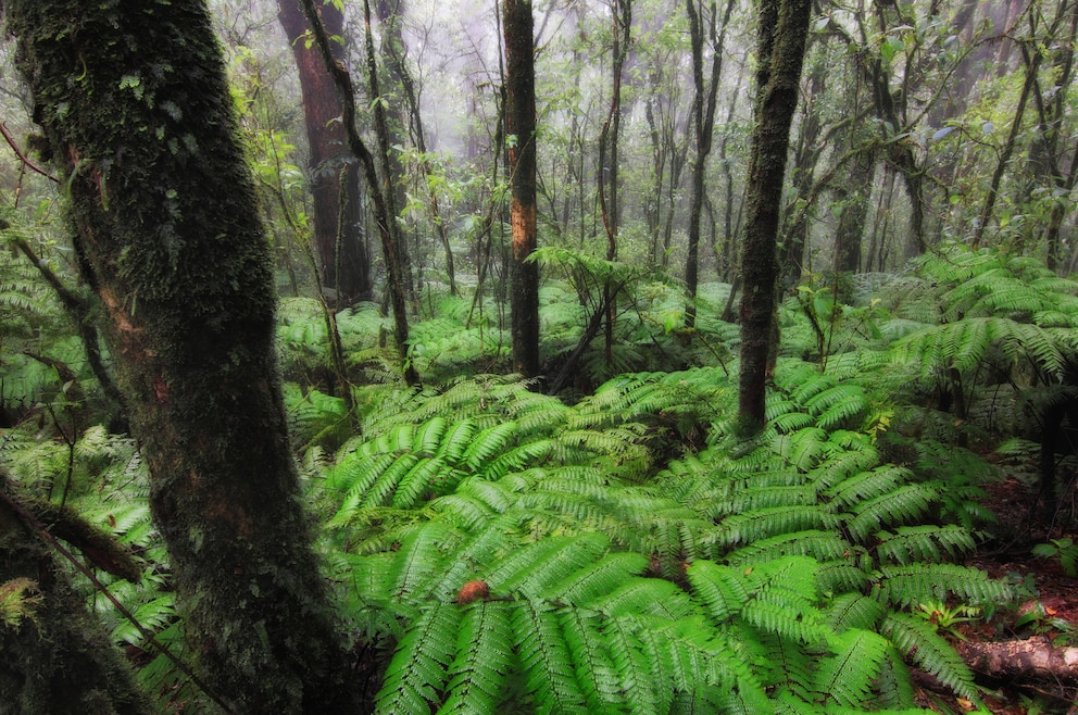 3. Wandern in einem oder mehreren Nationalparks (im Bild: La Tigra)