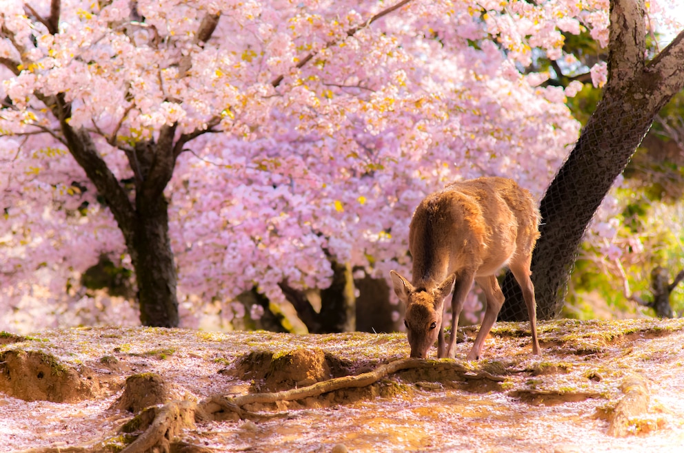 8. Nara-Park – der Park in der Stadt Nara beheimatet Tempel und einen Schrein und ist besonders wegen seiner Sikahirsche und Kirschblüte im Frühling beliebt