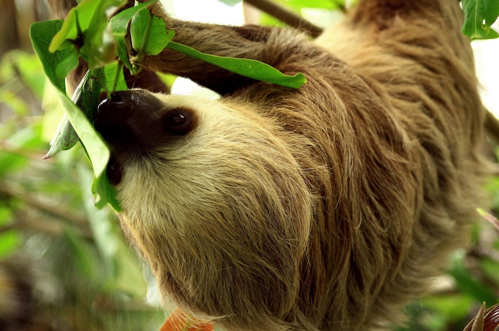 8. Daniel Johnson’s Monkey and Sloth Hang Out – der familiengeführte Gnadenhof auf der Insel Roatán beheimatet Faultiere, Affen, tropische Vögel und weitere Tierarten