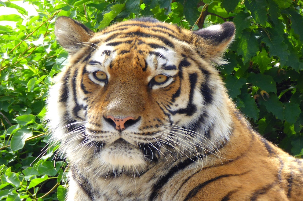 8. Tiergarten Schönbrunn – der Zoo im Schlosspark von Schönbrunn ist der älteste noch bestehende Zoo der Welt