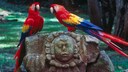 Aras und Maya-Ruinen sind nur zwei der faszinierenden Attraktionen in Honduras, auf die Reisende sich freuen dürfen, die das lateinamerikanische Land besuchen