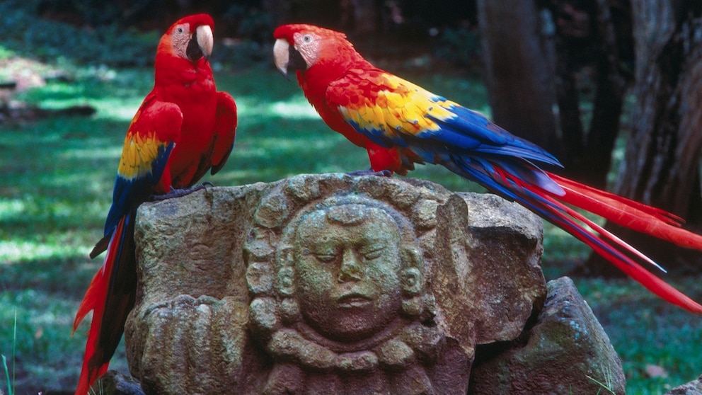 Aras und Maya-Ruinen sind nur zwei der faszinierenden Attraktionen in Honduras, auf die Reisende sich freuen dürfen, die das lateinamerikanische Land besuchen