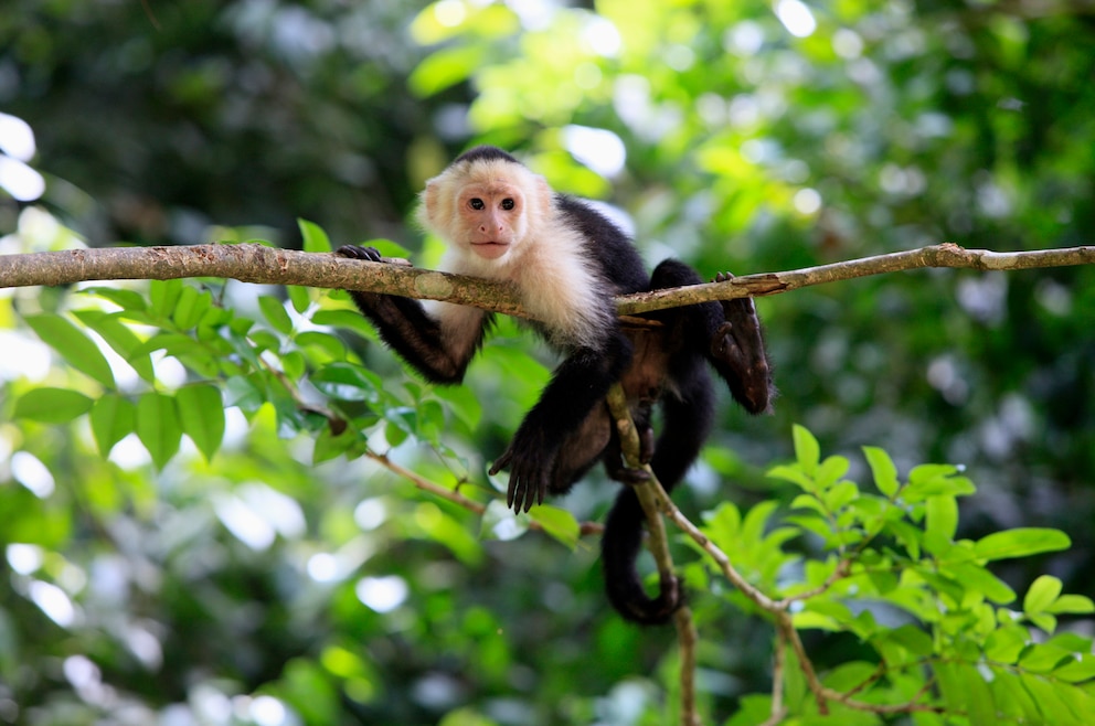 9. Affen und Faultiere im Gandenhof „Daniel Johnson’s Monkey and Sloth Hang Out“ besuchen