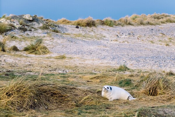 fti Nordsee Urlaubsangebote