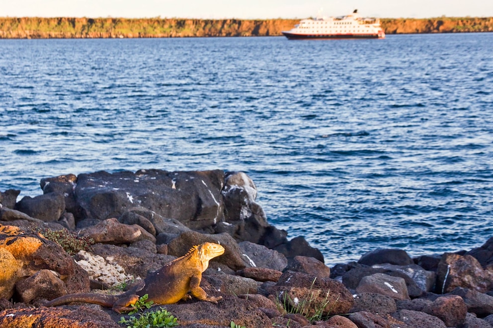   Galápagos Echsen Hurtigruten