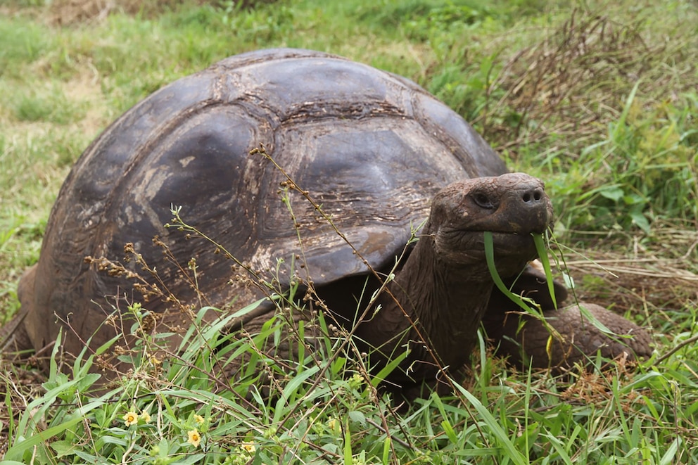   Galápagos Schildkröte