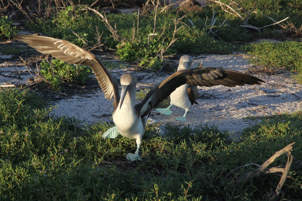   Galápagos Blaufußtölpel