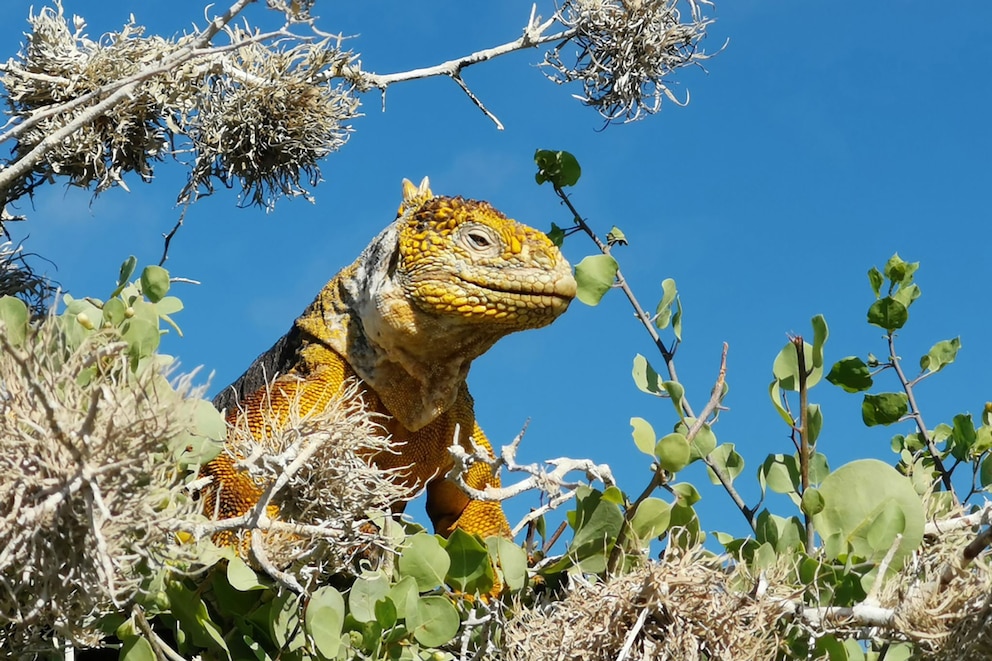   Galápagos Leguan