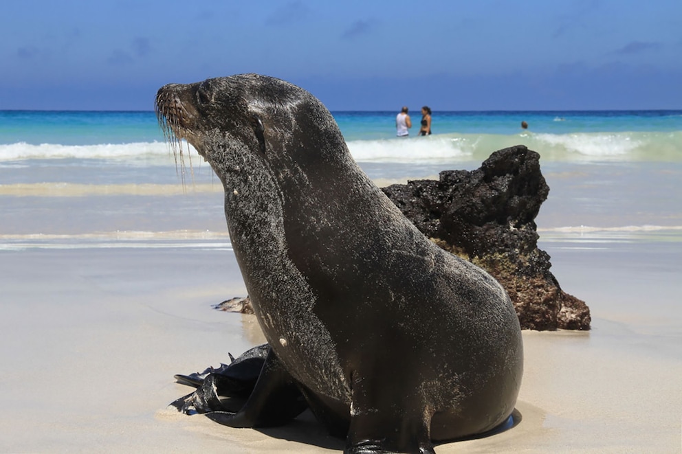   Galápagos Seelöwen