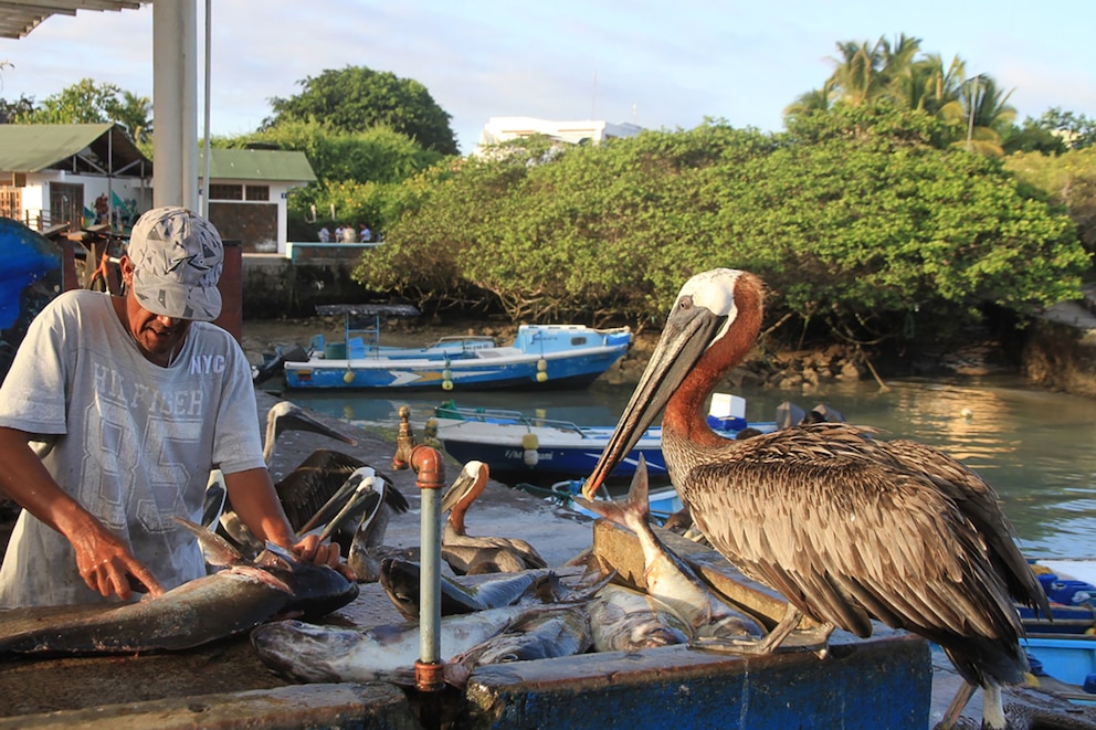   Galápagos Pelikane