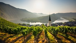 In den Ferien 2024 kann man in Rheinland-Pfalz unter anderem die Weinfelder besuchen