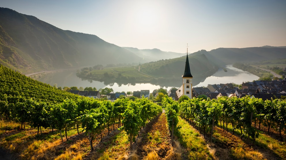 In den Ferien 2024 kann man in Rheinland-Pfalz unter anderem die Weinfelder besuchen