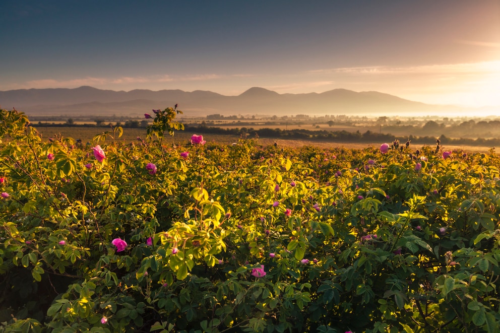 Rosen und Berge