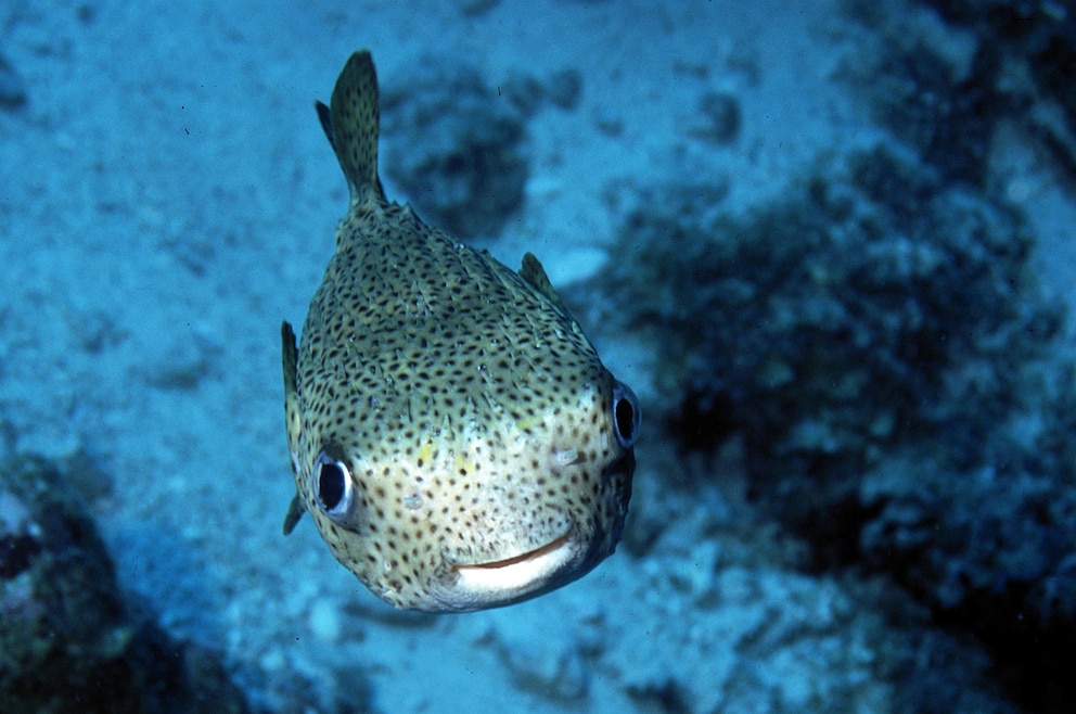 Curaçao Sea Aquarium