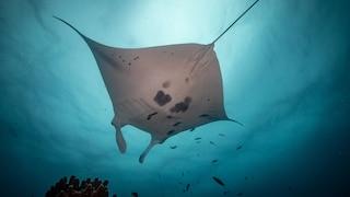 Der Mantarochen am Great Barrier Reef gehört zu den Great Eight der Meerestiere, die man in Australien gesehen haben muss