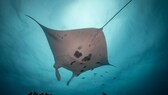 Der Mantarochen am Great Barrier Reef gehört zu den Great Eight der Meerestiere, die man in Australien gesehen haben muss