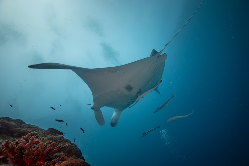 Great Eight: Mantarochen