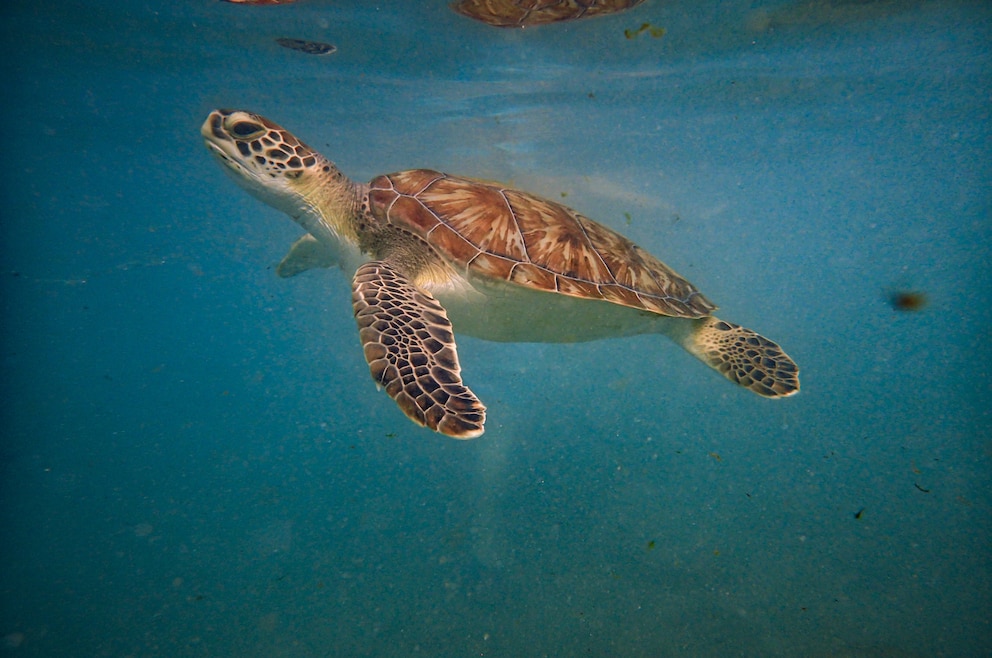 Wasserschildkröte Curaçao
