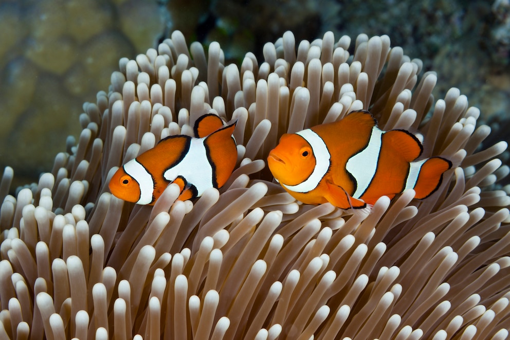 Great Eight: Clownfish