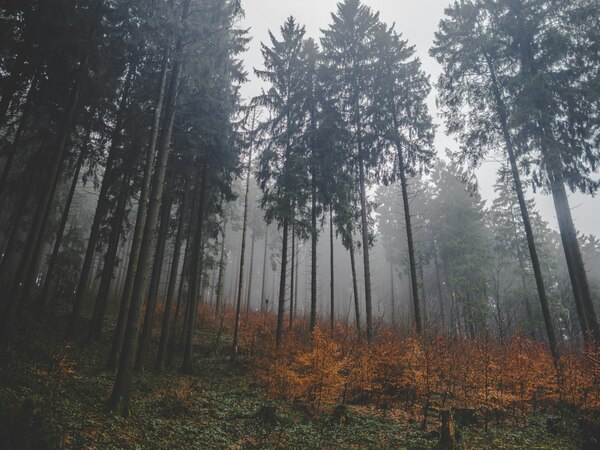 harz urlaubsangebote