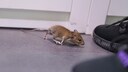 Mäuse im Frankfurter Flughafen
