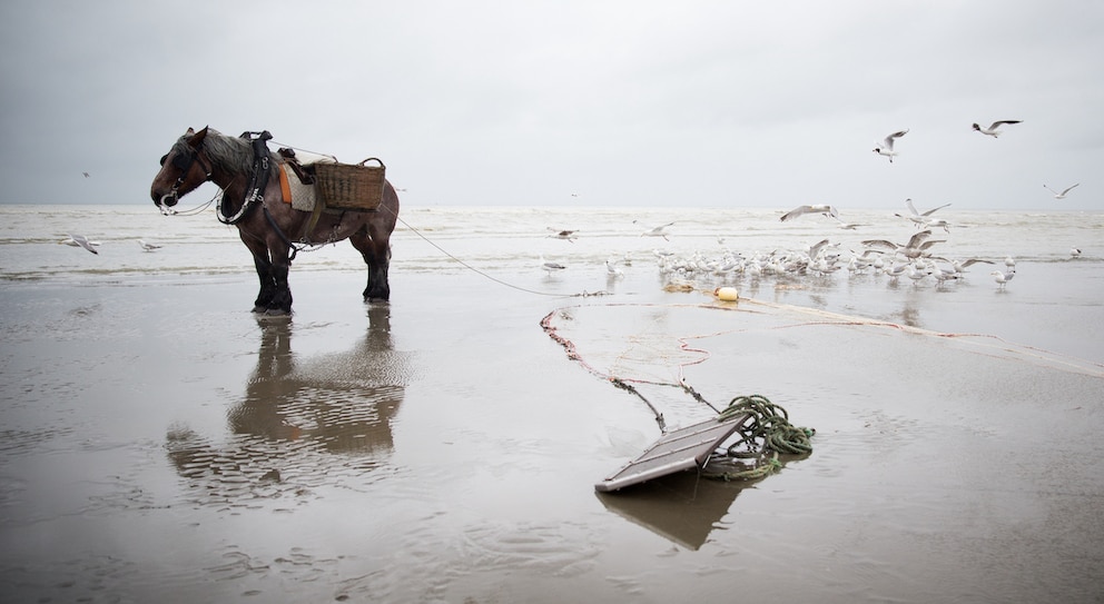 Oostduinkerke: Pferdefischen hat hier eine lange Tradition