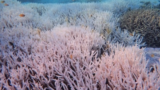 Great Barrier Reef Korallenbleiche
