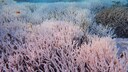 Great Barrier Reef Korallenbleiche