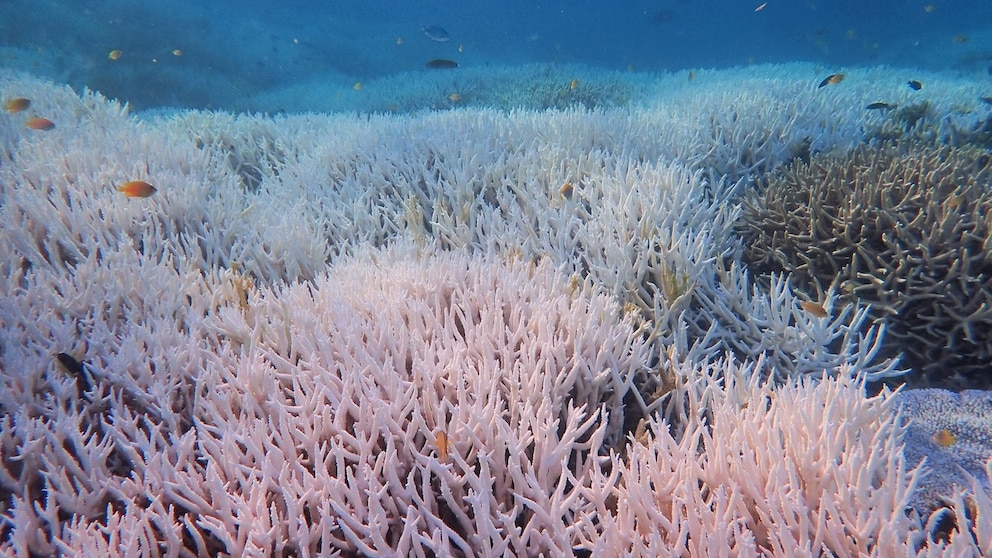 Great Barrier Reef Korallenbleiche