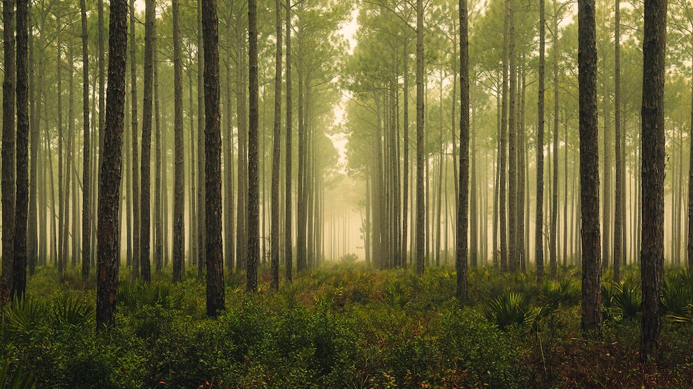 Ältester Wald der Welt