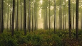 Ältester Wald der Welt